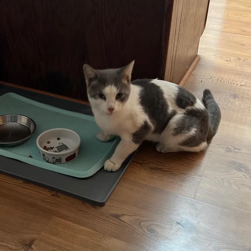 An adult small-sized male White Domestic Short Hair cat named Found New Richland for adoption in Rochester, MN