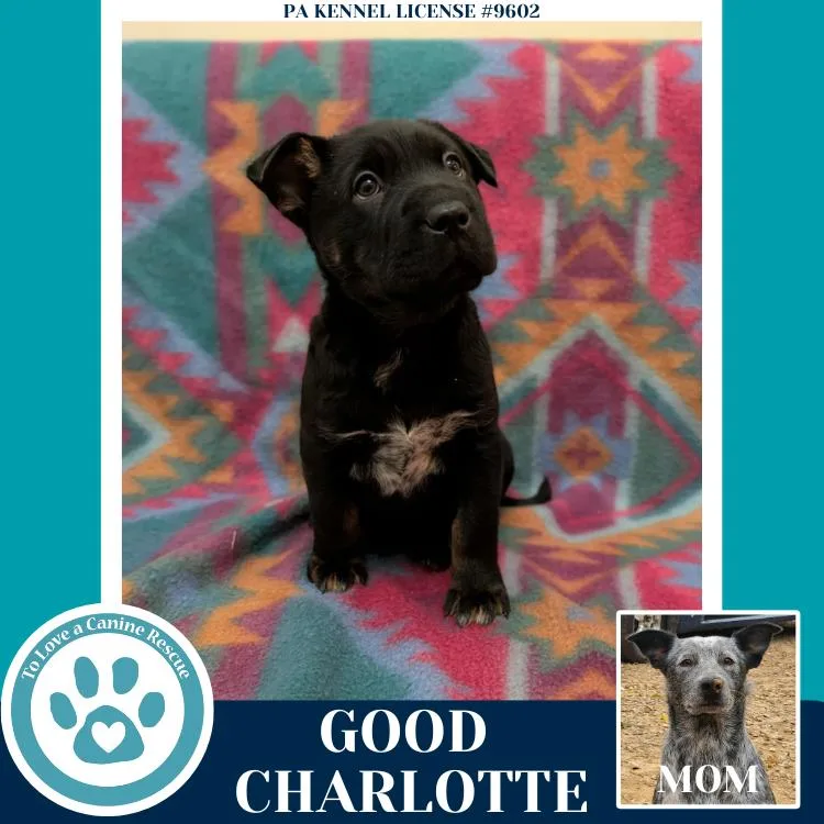 Good Charlotte thumbnail 2