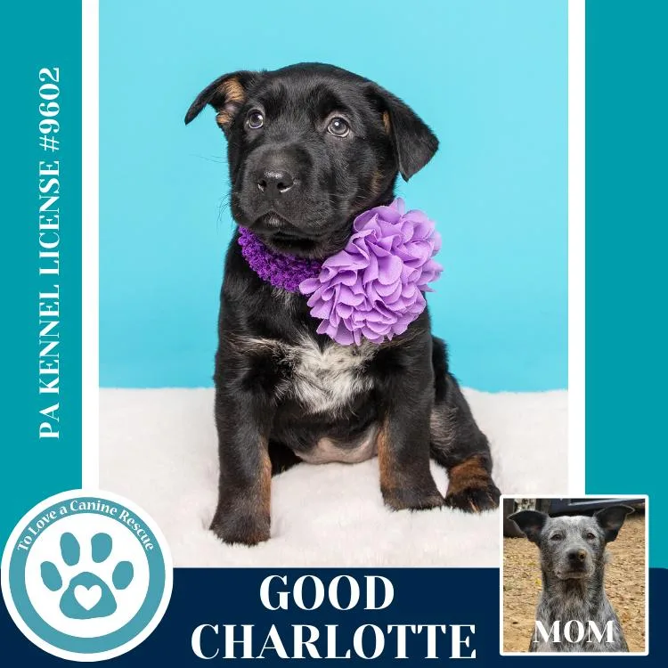 Good Charlotte thumbnail 3