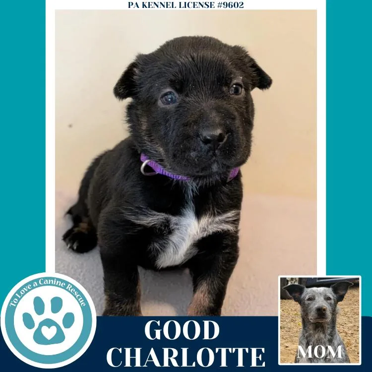 Good Charlotte thumbnail 4