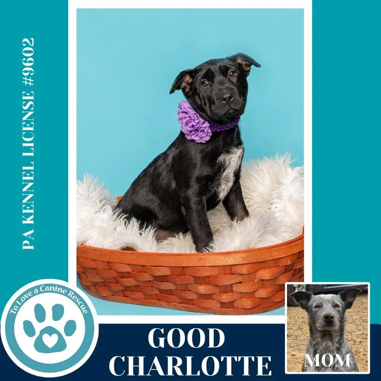 Good Charlotte thumbnail 5