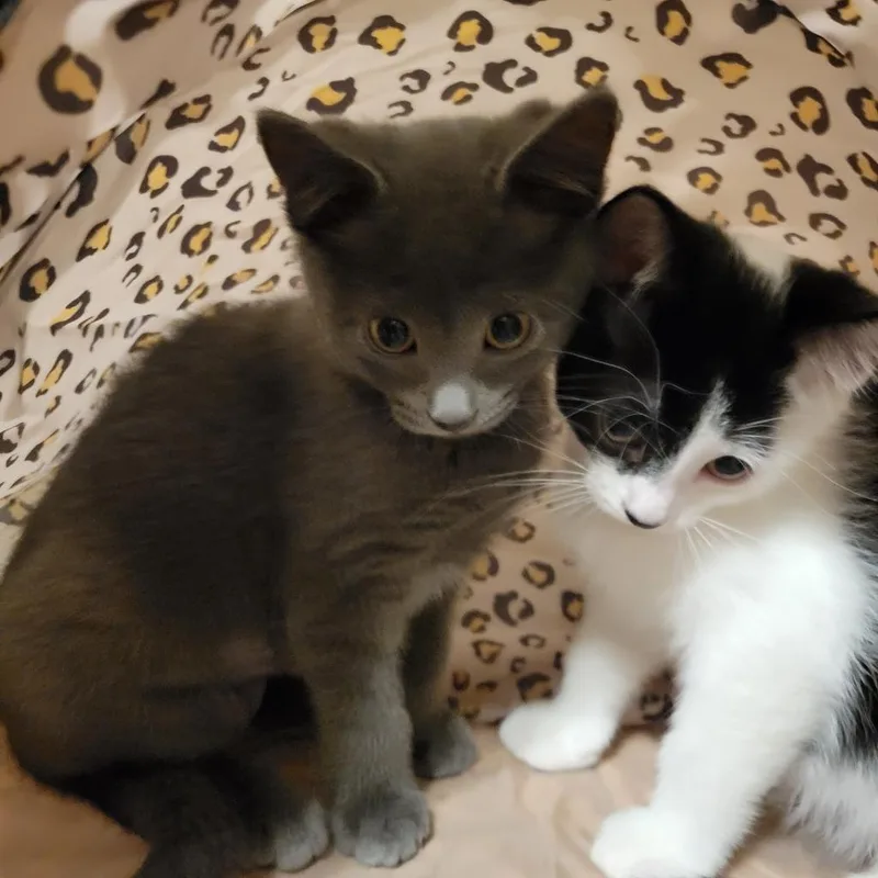 A baby medium-sized female Gray / Blue / Silver Domestic Short Hair cat named Temwa for adoption in Shawnee, KS