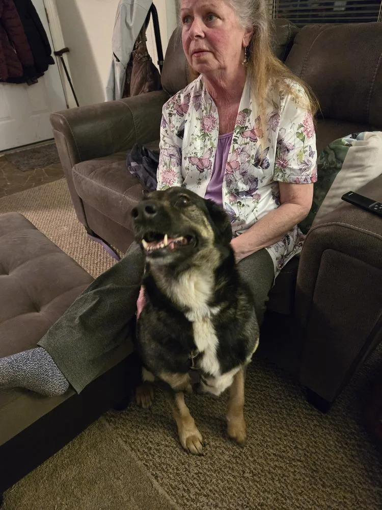An adult medium-sized female German Shepherd Dog dog named Nala for adoption in Tigard, OR