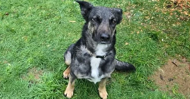 Nala thumbnail 2