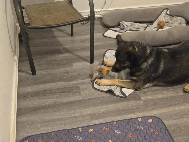 Nala thumbnail 6