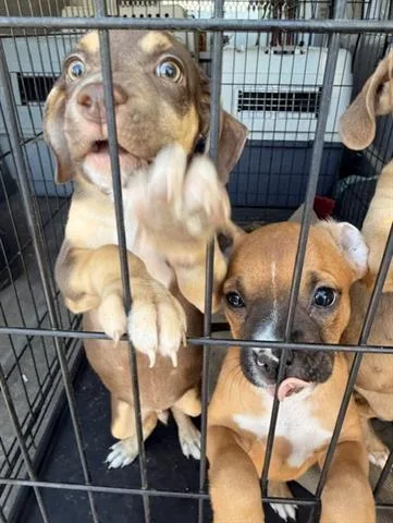 A baby small-sized female Chihuahua dog named A for adoption in San Martin, CA
