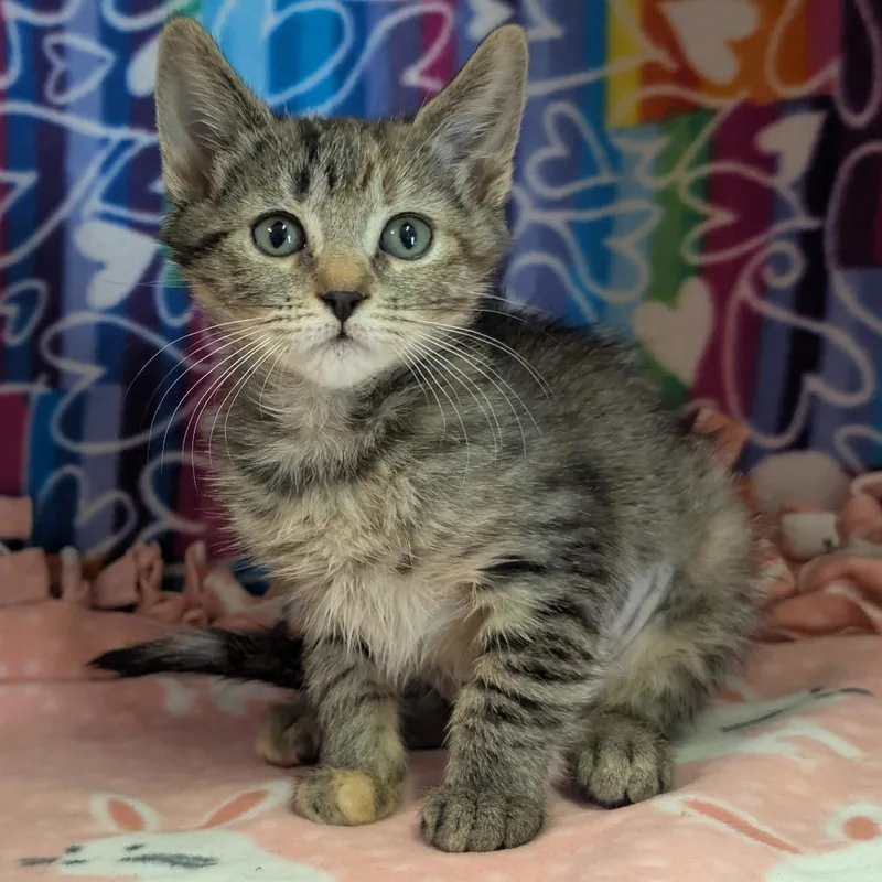 A baby small-sized female Torbie Domestic Short Hair cat named Mor for adoption in Naples, FL