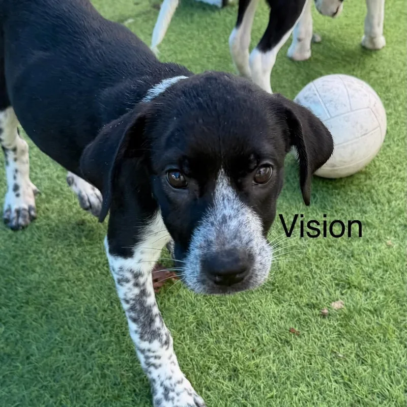 A baby medium-sized female Labrador Retriever dog named Vision for adoption in Sarasota, FL