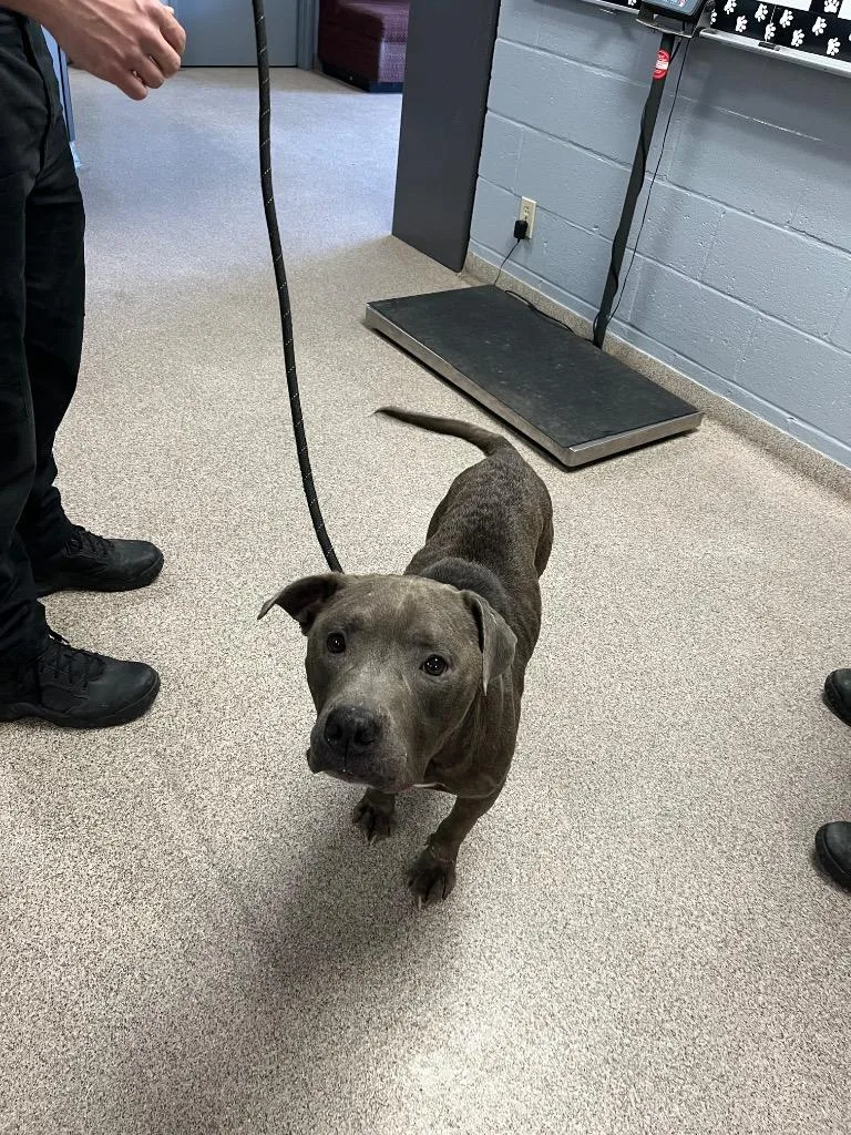 An adult medium-sized male Pit Bull Terrier dog named Itchy for adoption in Troy, OH