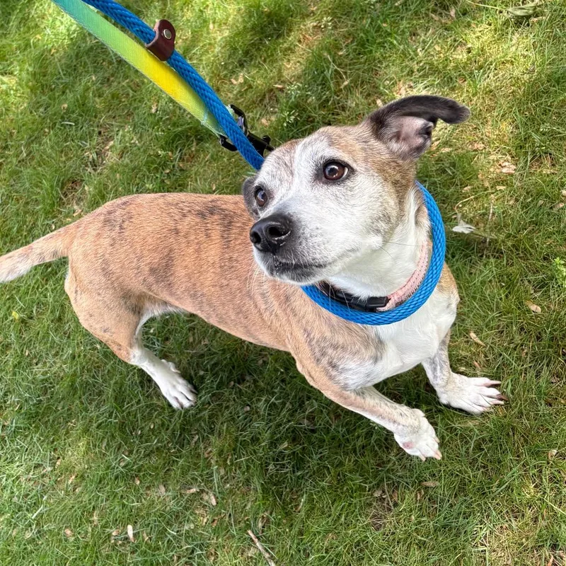 An adult small-sized female Brindle Mixed Breed dog named Lil Bit for adoption in New York, NY