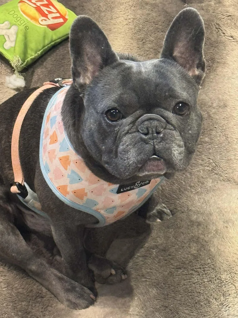 Jean Claude thumbnail 2