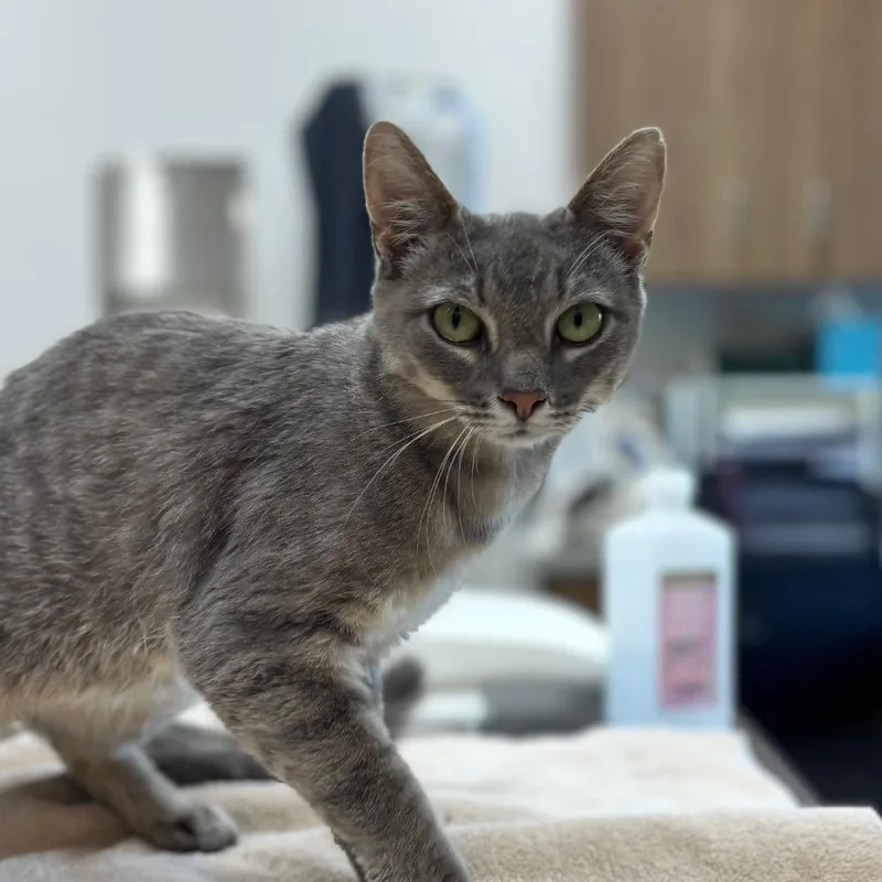 An adult medium-sized female Gray / Blue / Silver Domestic Short Hair cat named Twinkle Toes for adoption in Nashville, IN