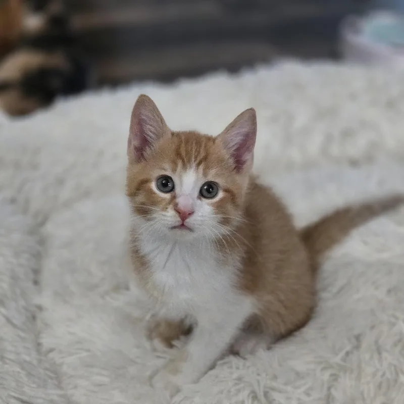 A baby medium-sized male Orange & White Domestic Short Hair cat named Kurt for adoption in Grove City, OH