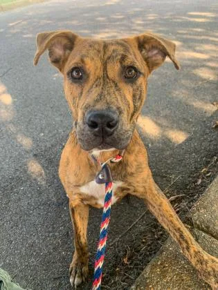 A senior medium-sized female Terrier dog named Beatrix for adoption in Memphis, TN