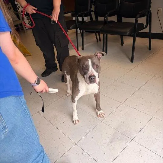 An adult medium-sized female Gray / Blue / Silver Mixed Breed dog named Skye Rizzy for adoption in Davenport, IA