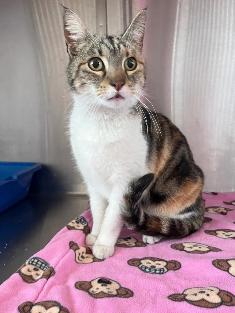 A young medium-sized female Calico cat named Elly for adoption in San Pedro, CA