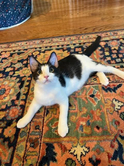 A baby small-sized male Black & White / Tuxedo Domestic Short Hair cat named Rascal for adoption in Wilson, NC