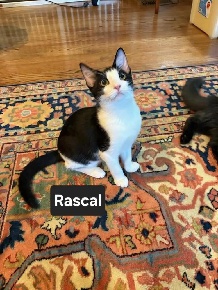 Rascal thumbnail 2