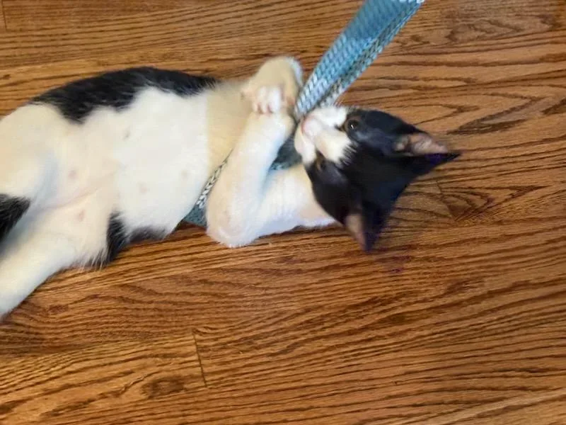 Rascal thumbnail 3