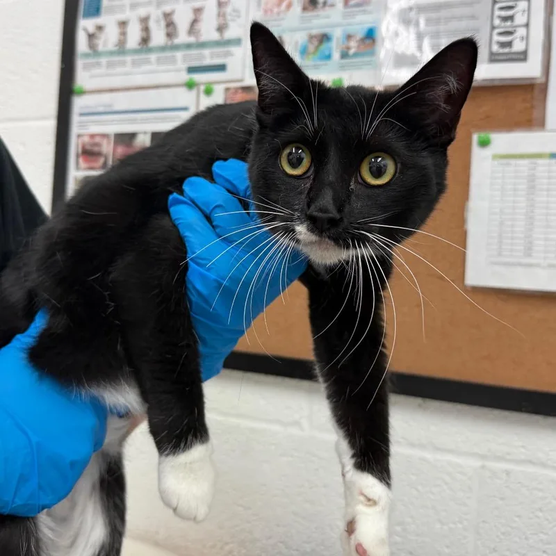 An adult medium-sized female Domestic Short Hair cat named Tabitha for adoption in Edinburg, TX