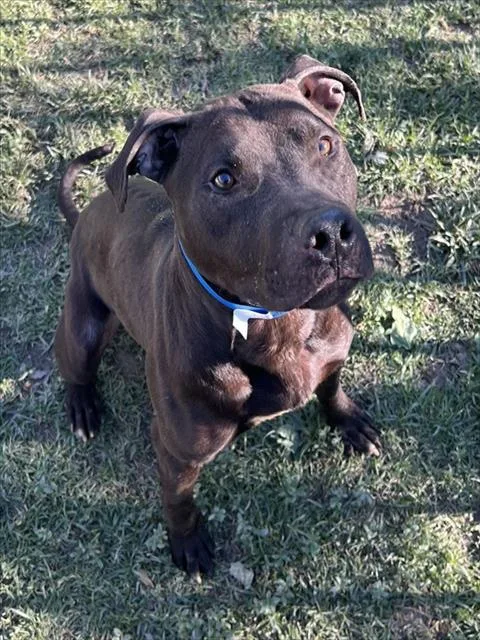 An adult large-sized male Pit Bull Terrier dog named Doug for adoption in Riverside, CA