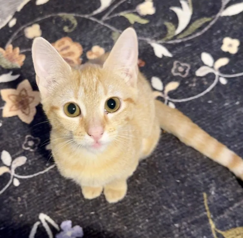 A baby small-sized female Tabby (Orange / Red) Domestic Short Hair cat named Joan of Arc for adoption in Richmond, VA