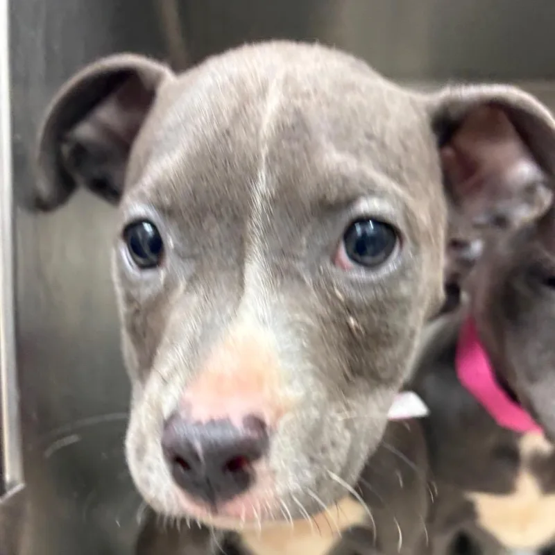 A baby medium-sized female Gray / Blue / Silver English Bulldog dog named Zoey for adoption in Lakeland, FL