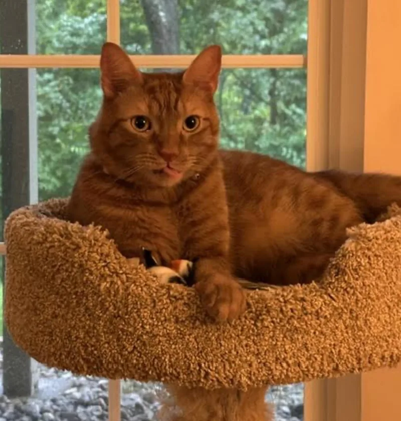 An adult medium-sized male Tabby (Orange / Red) Domestic Short Hair cat named Deckster for adoption in Cincinnati, OH