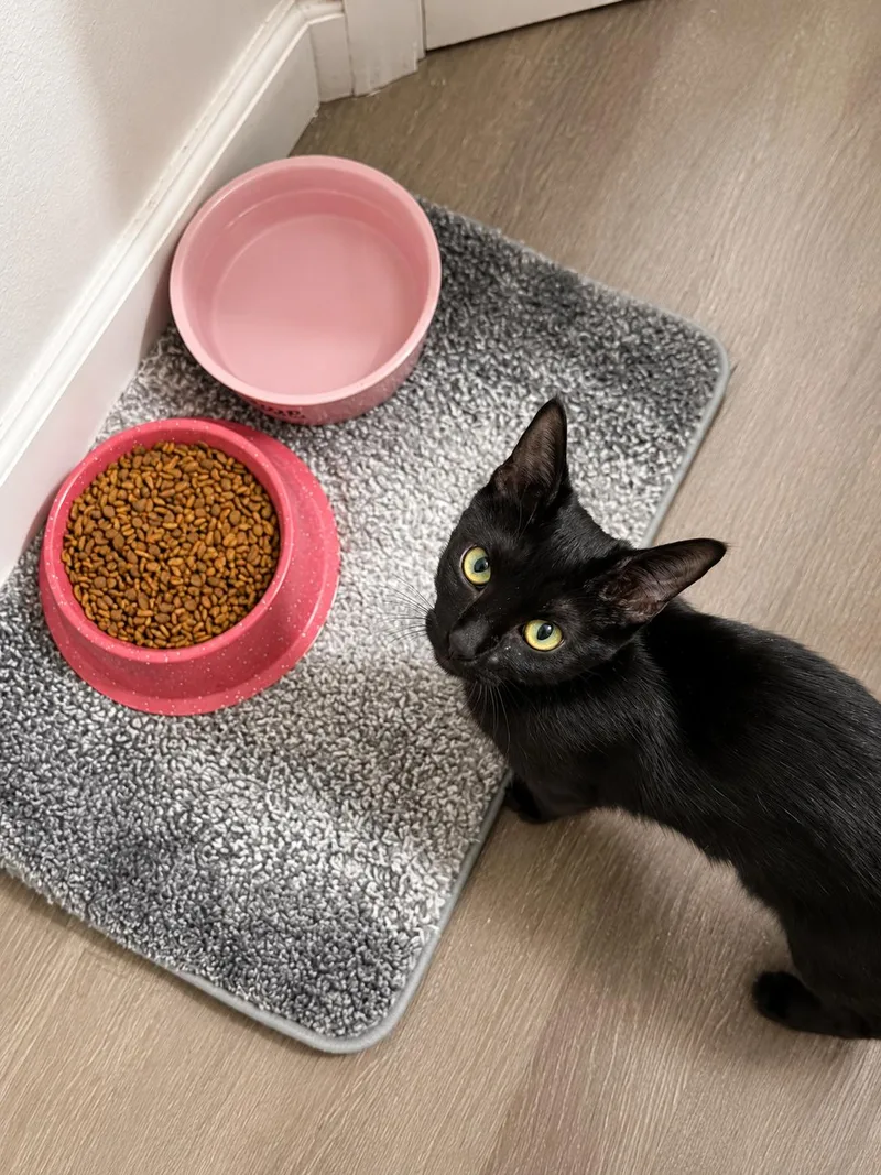 A young medium-sized female Domestic Short Hair cat named Dijon for adoption in Rio Linda, CA