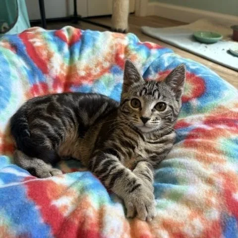 A young medium-sized female Tabby (Brown / Chocolate) Domestic Short Hair cat named Fluttershy for adoption in Ferndale, WA