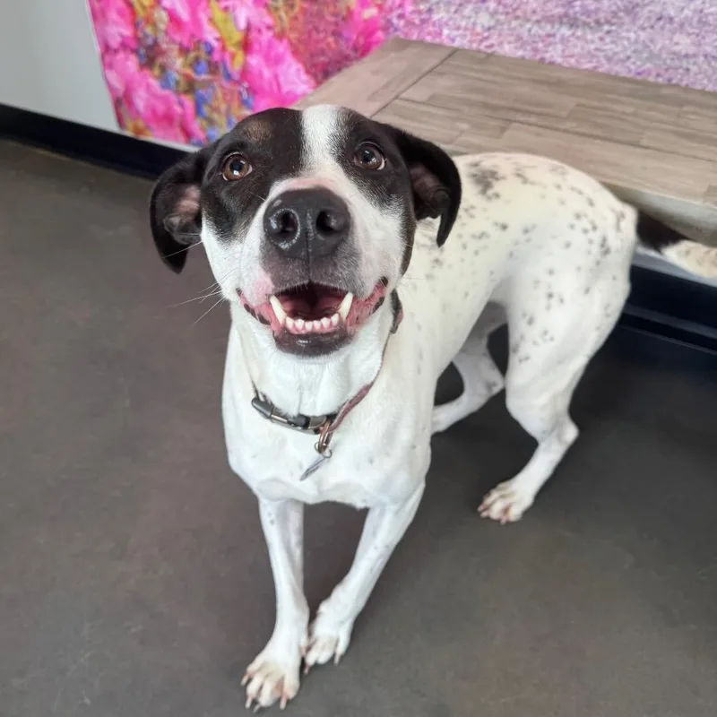 An adult medium-sized female Black Catahoula Leopard Dog dog named Princess Elsa for adoption in Normal, IL