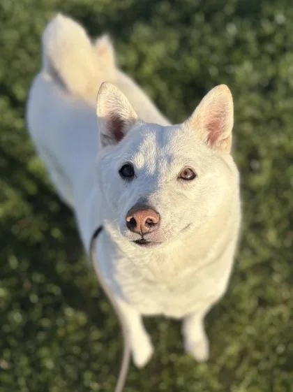 An adult medium-sized female Shiba Inu dog named Nellie for adoption in Phoenix, AZ