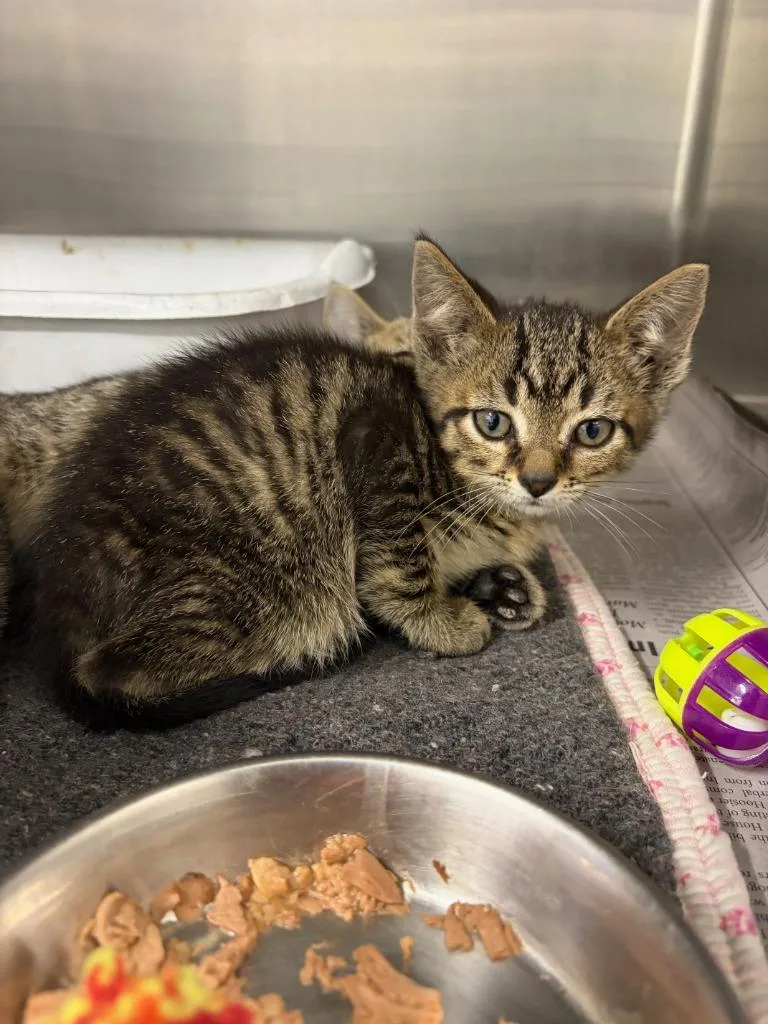 A baby medium-sized female Domestic Short Hair cat named Caroline Forbes for adoption in Portland, IN