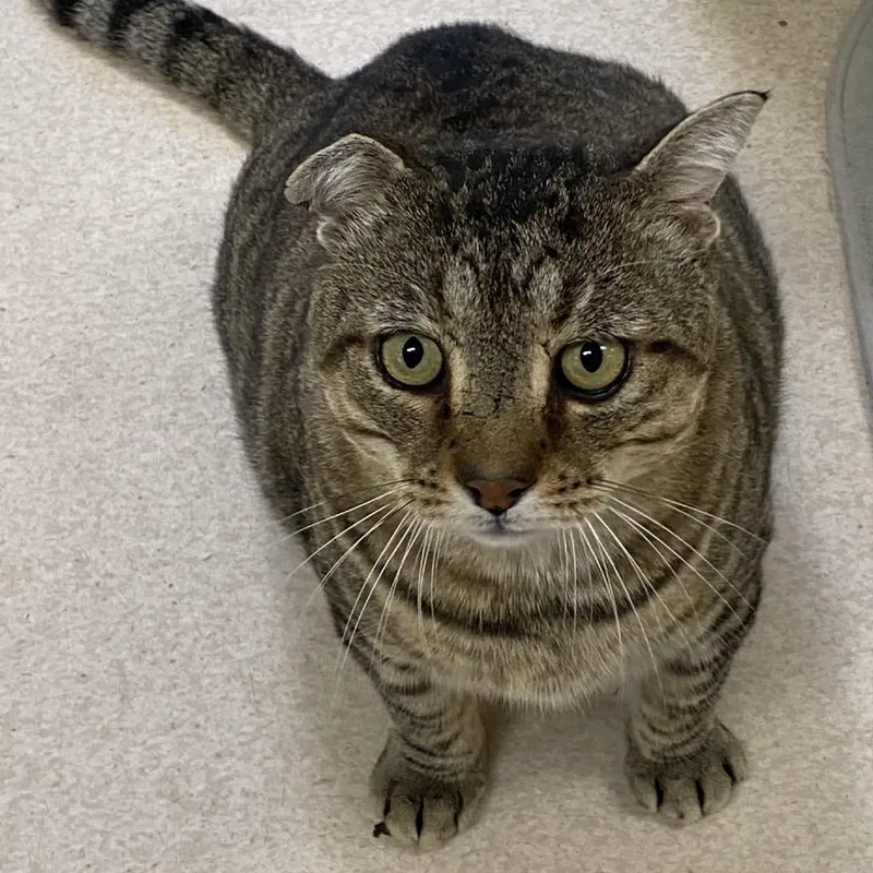 A senior extra large-sized male Brown / Chocolate Domestic Short Hair cat named Archie for adoption in Thomaston, ME