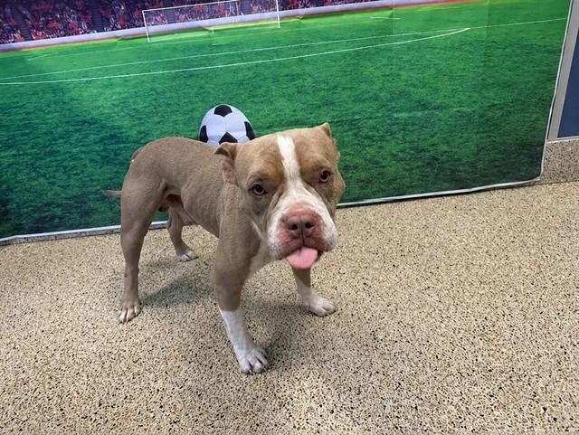 An adult large-sized male Pit Bull Terrier dog named Thor for adoption in Miami, FL