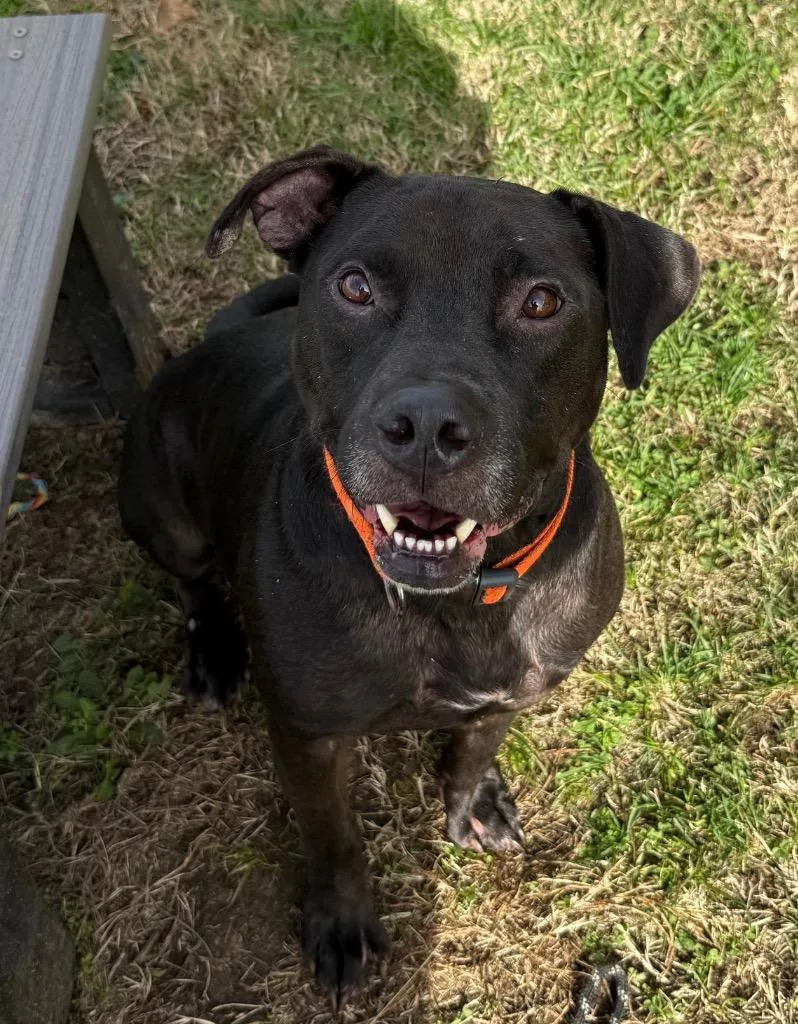 A senior medium-sized male Mixed Breed dog named Emit for adoption in Gallatin, TN