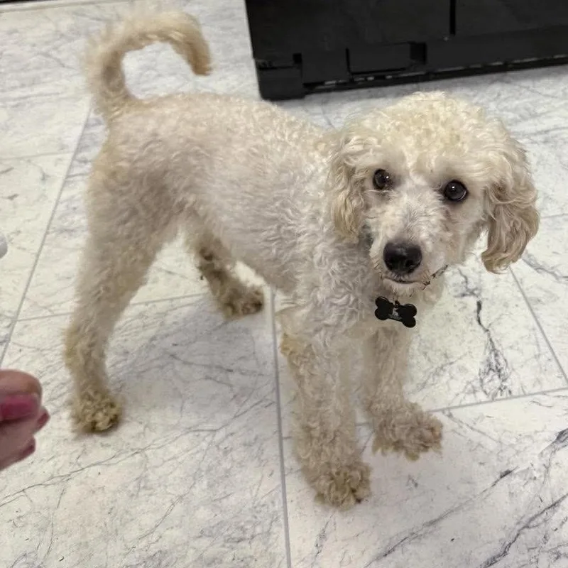 A senior small-sized female Poodle dog named Addy for adoption in Hillsborough , NC