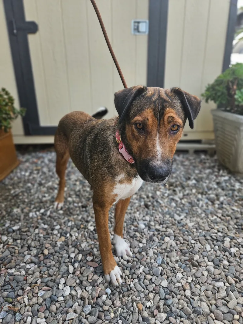 Sweet Sofie thumbnail 4