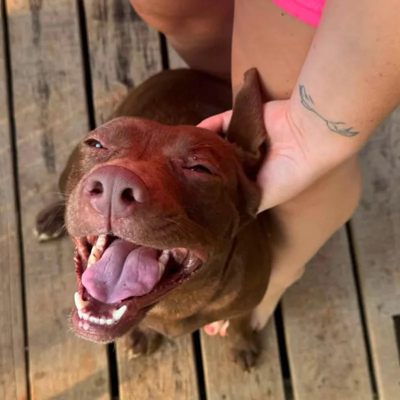 An adult medium-sized female Brown / Chocolate Mixed Breed dog named Lilo for adoption in Hamilton, GA
