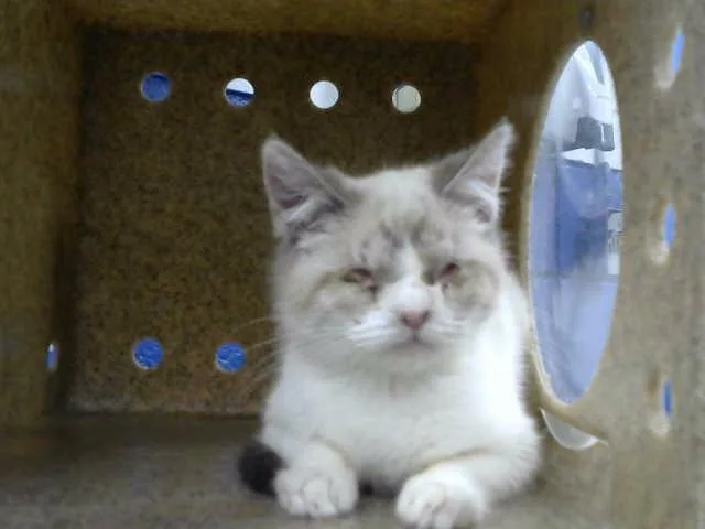 A baby small-sized female Domestic Short Hair cat named Helen for adoption in Albuquerque, NM
