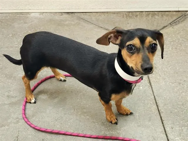 A young small-sized female Dachshund dog named Tootie for adoption in Phoenix, AZ