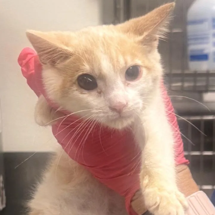 A baby small-sized female Orange / Red Domestic Short Hair cat named Maxxie for adoption in Greenville, SC