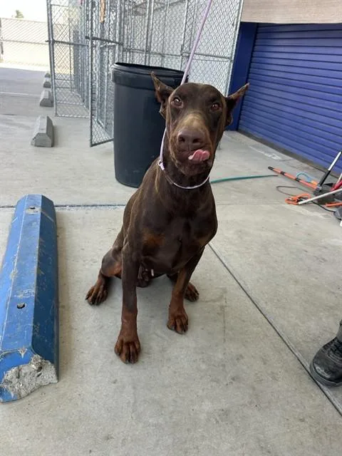 A young large-sized male Doberman Pinscher dog named Luke for adoption in Bakersfield, CA