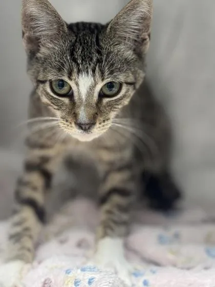 A baby small-sized male Domestic Short Hair cat named Wren for adoption in West Chester, PA