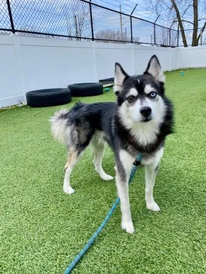 An adult large-sized male Mixed Breed dog named Cookie for adoption in Munster, IN