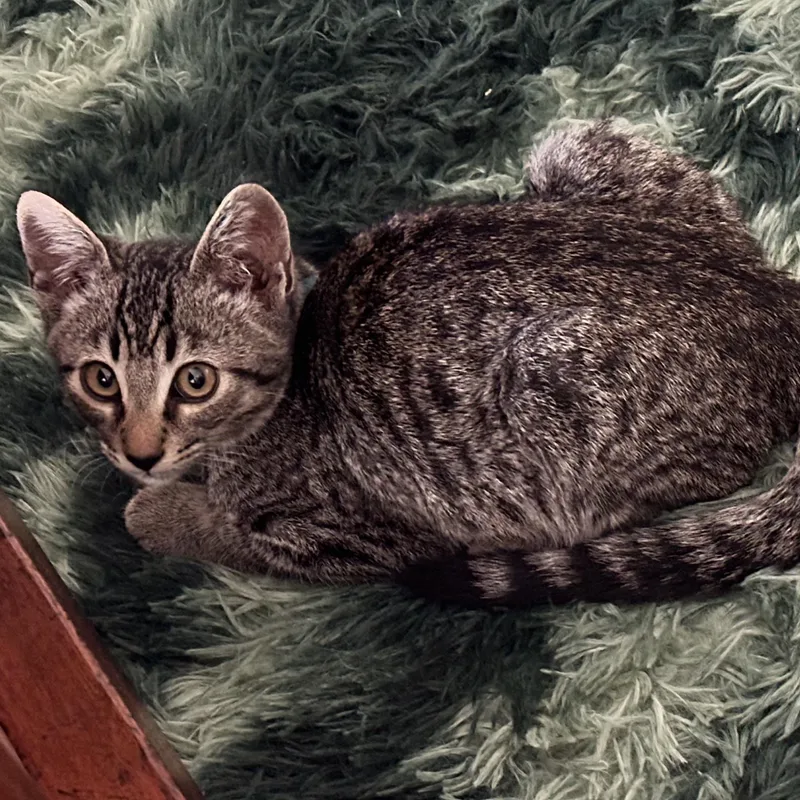A baby medium-sized male Tabby (Buff / Tan / Fawn) Domestic Short Hair cat named Kinsley for adoption in Davis, CA