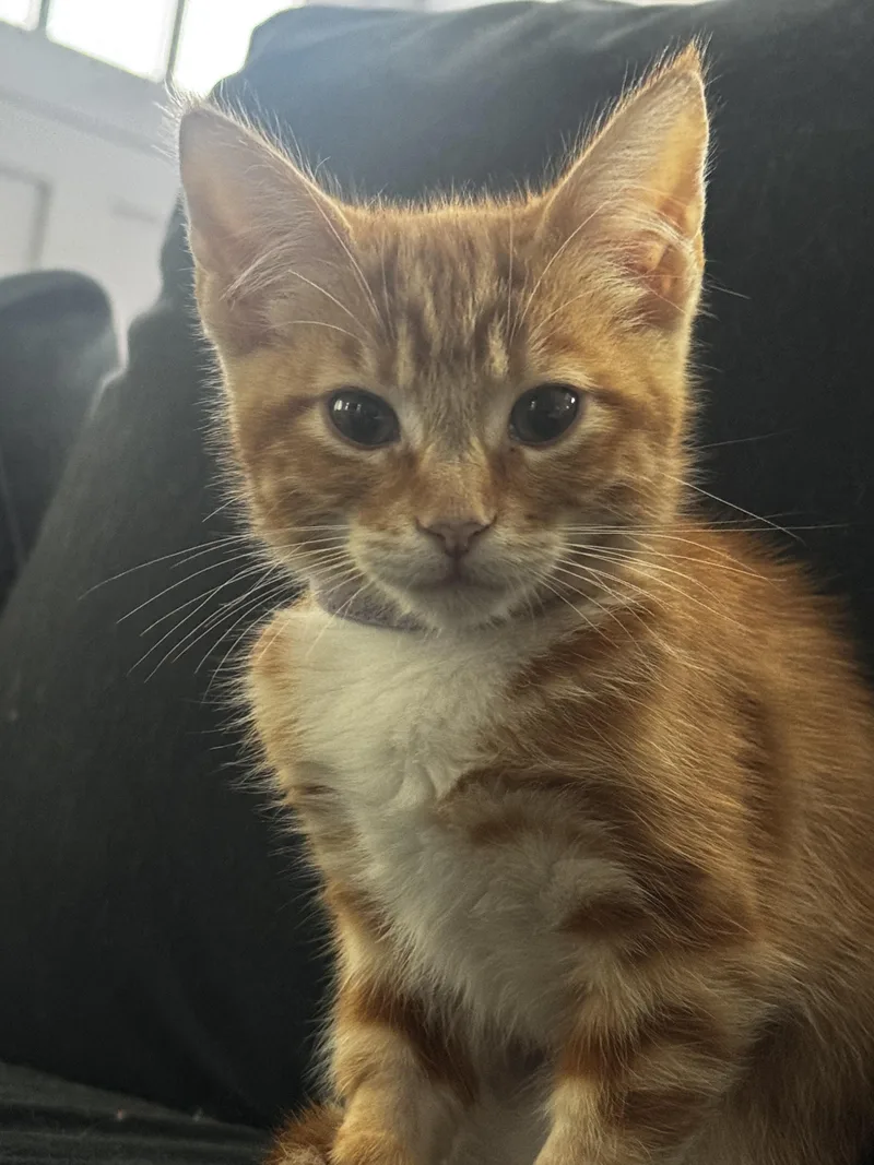 A young medium-sized female Orange & White Domestic Short Hair cat named Hera Soft Spoken Orange for adoption in Fountain Valley, CA