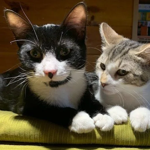 Licorice thumbnail 2