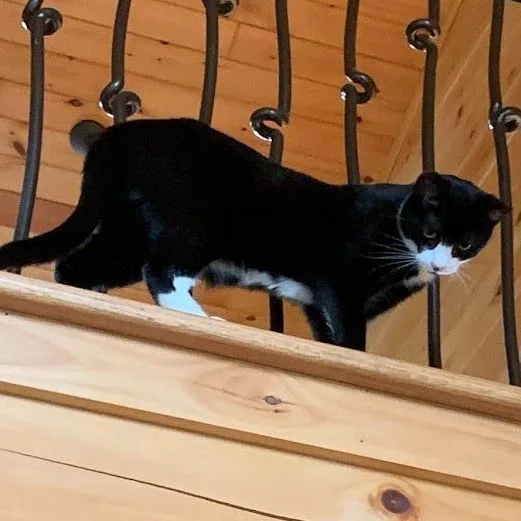 Licorice thumbnail 4