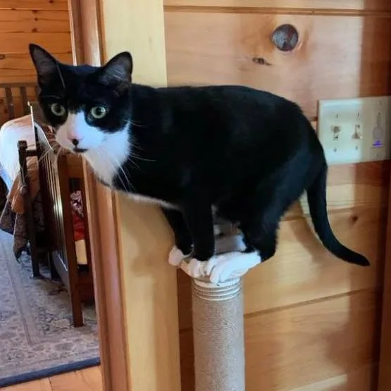 Licorice thumbnail 5